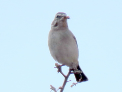 Crithagra albogularis