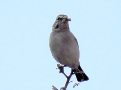 Crithagra albogularis