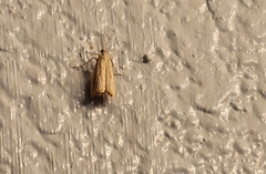 Homoeosoma electella