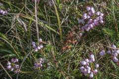 Erica vagans