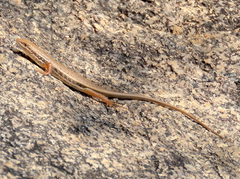 Trachylepis variegata