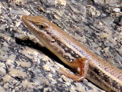 Trachylepis variegata