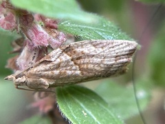 Epiphyas postvittana