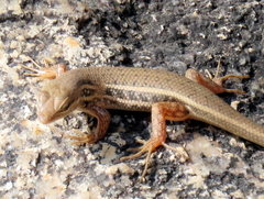 Trachylepis variegata