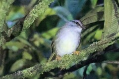 Myiothlypis coronata