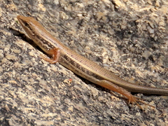 Trachylepis variegata