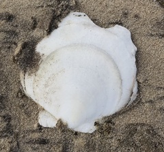 Placopecten magellanicus