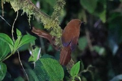 Cinnycerthia unirufa