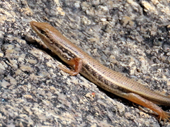 Trachylepis variegata