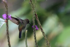 Haplophaedia aureliae