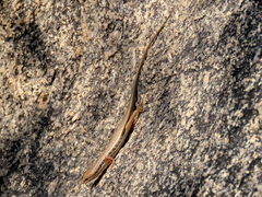 Trachylepis variegata