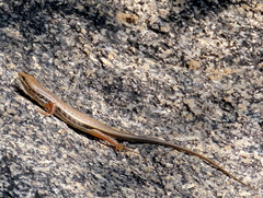 Trachylepis variegata