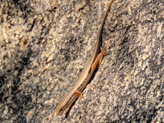 Trachylepis variegata