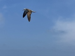 Calonectris leucomelas