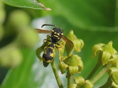 Eumenes mediterraneus