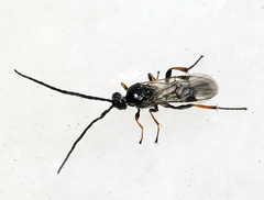 Microgastrinae