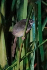 Prinia flaviventris
