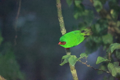 Chlorornis riefferii