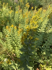 Solidago