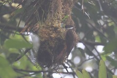 Pseudocolaptes boissonneautii