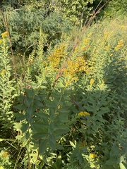 Solidago