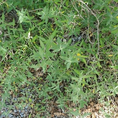 Chenopodium berlandieri