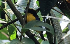 Anisognathus somptuosus