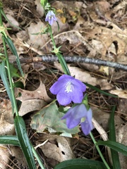 Campanula persicifolia