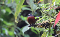 Ochthoeca cinnamomeiventris