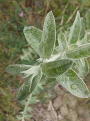 Helichrysum dasyanthum