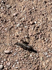 Melanoplus bivittatus