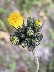 Pilosella caespitosa