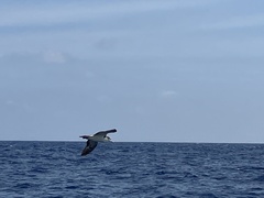Calonectris leucomelas
