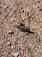 Melanoplus bivittatus