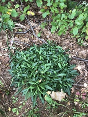 Campanula persicifolia