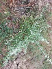 Helichrysum dasyanthum