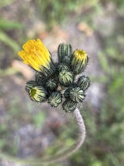 Pilosella caespitosa