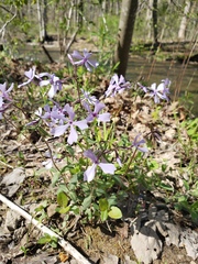 Phlox divaricata divaricata