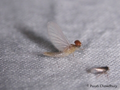 Ephemeroptera