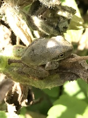 Pseudacris cadaverina