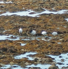 Threskiornis aethiopicus