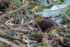 Scytalopus latrans