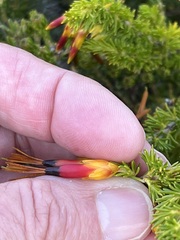 Erica coccinea
