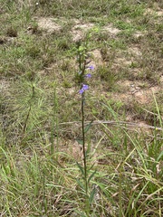 Lobelia puberula