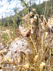 Asclepias fascicularis