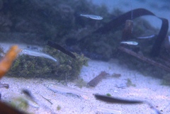 Leptatherina presbyteroides