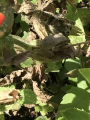 Pseudacris cadaverina