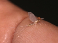 Ephemeroptera