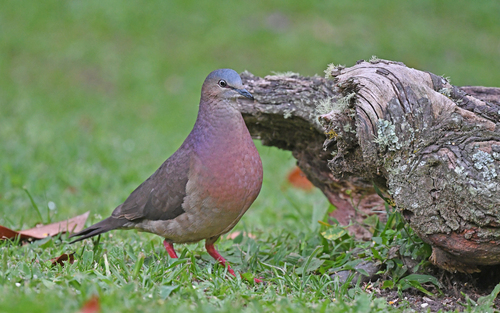 Tolima Dove (Leptotila conoveri), photo 9