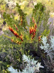 Erica coccinea